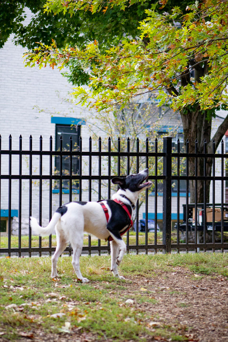 We're Pawsitive Your Pup Will Love These 8 OffLeash Dog Parks