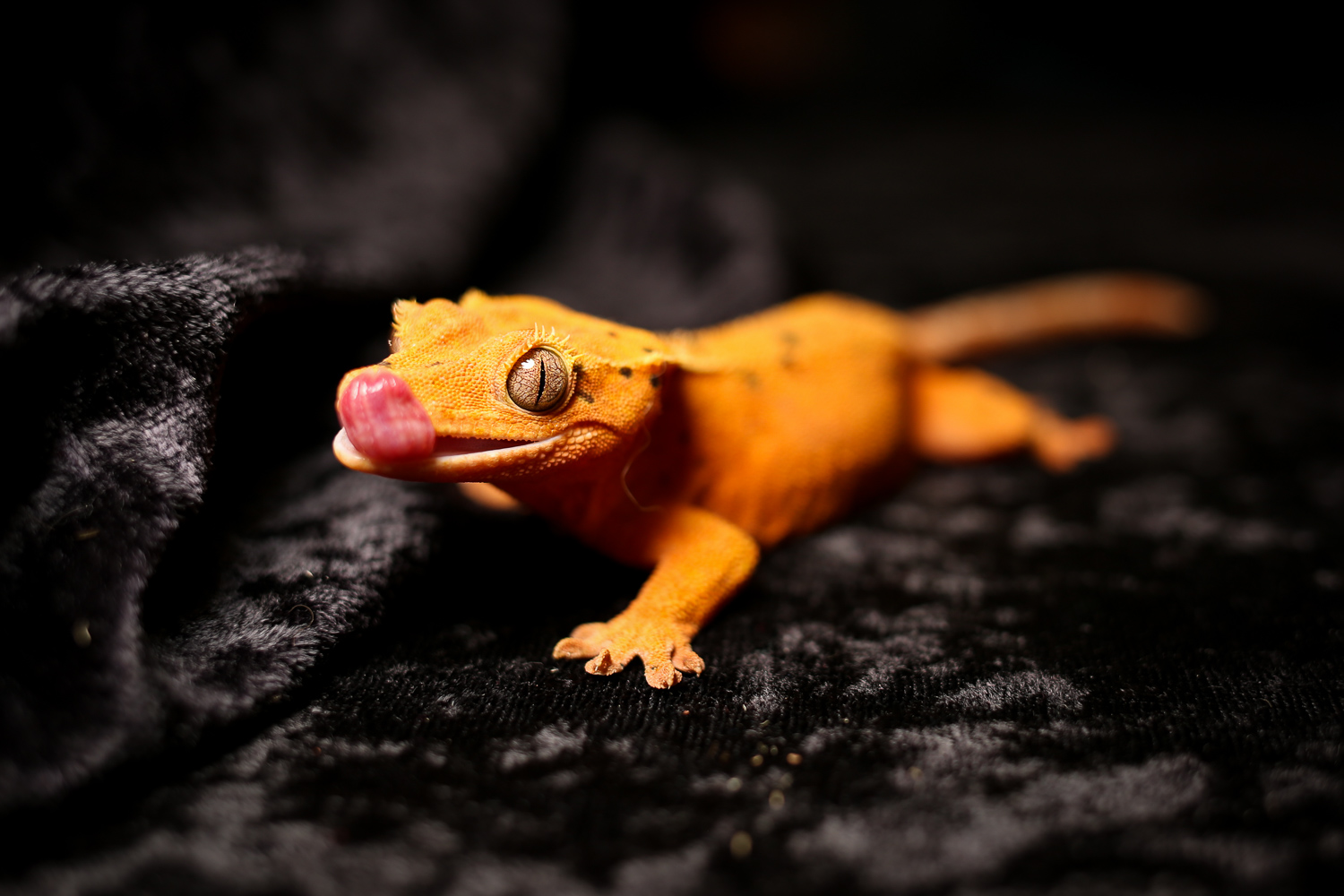 Repticon brings super scaly pets to the DMV DC Refined