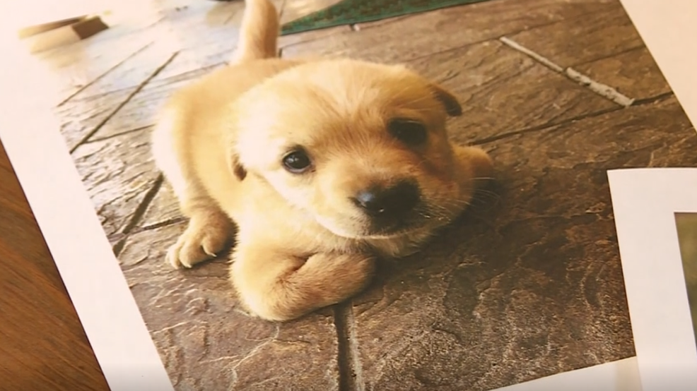 special needs dog rescue near me