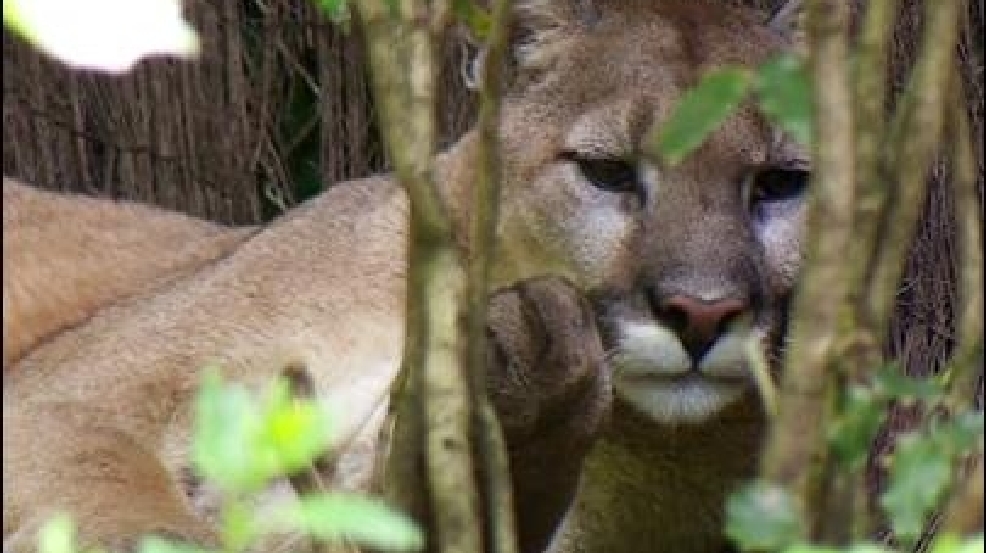 130531_cougar_oregon_zoo_two_405.jpg