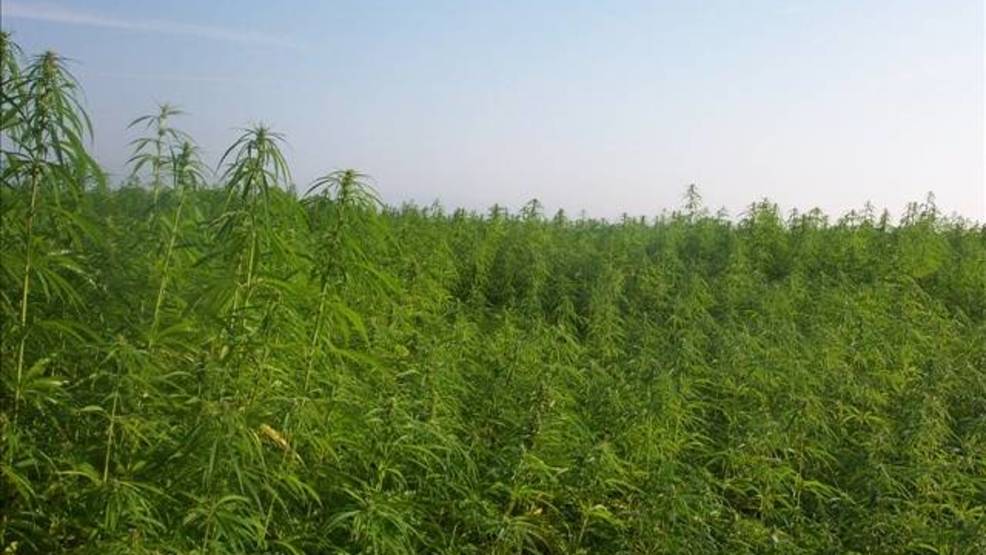 Hemp for cows? Colorado approves hempanimal feed study KATU