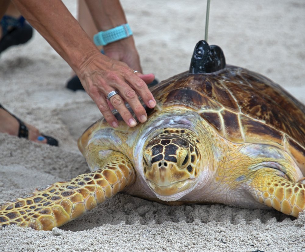 Rare sea turtle released off Florida Keys WTVX