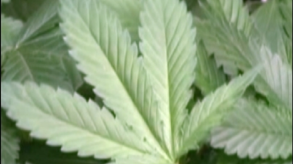 120130_medical_marijuana.jpg