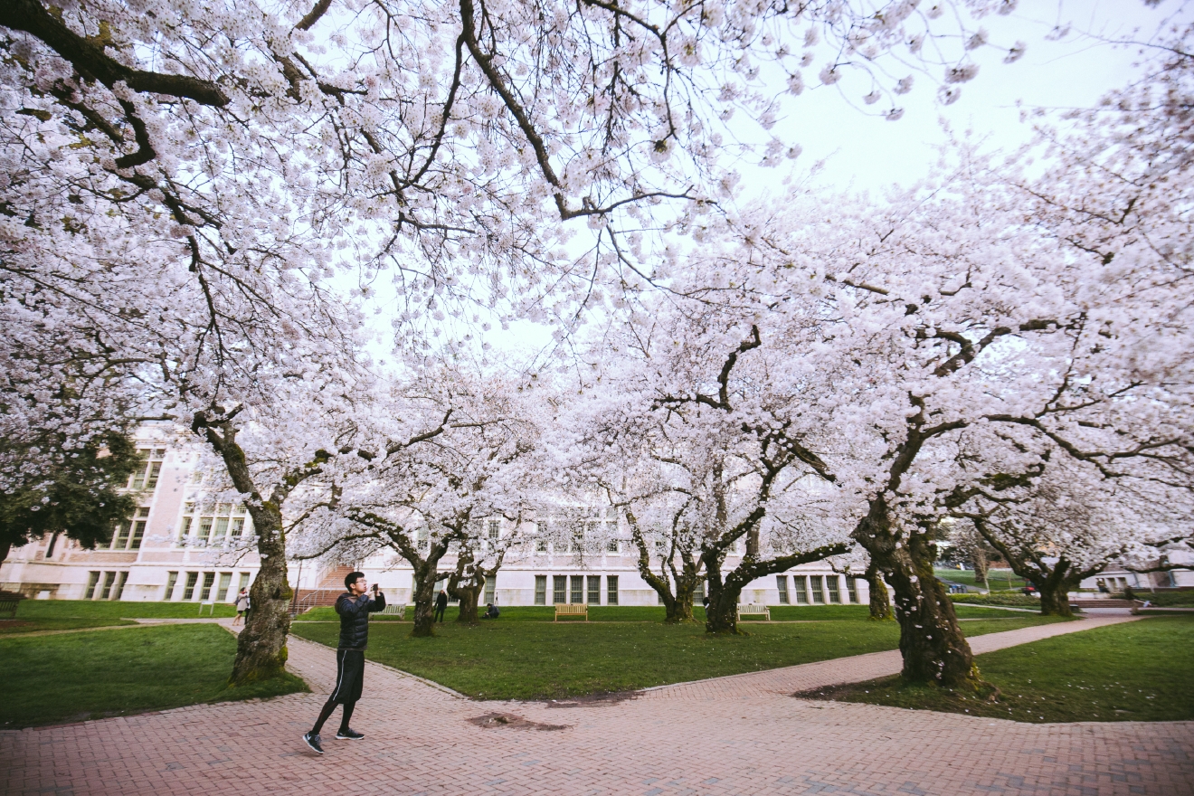 UW Cherry Blossoms beautiful in full bloom Seattle Refined