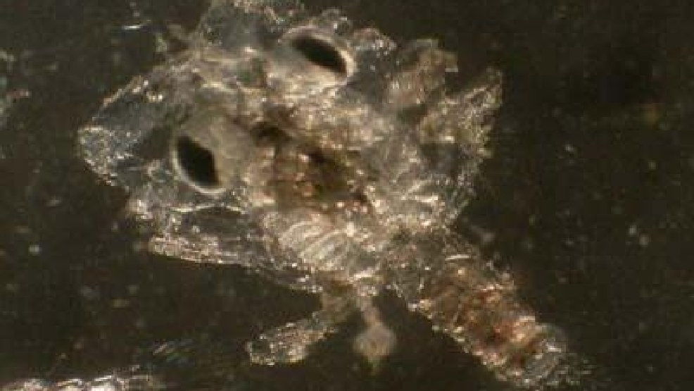 Authorities warn about 'sea lice' on South Padre Island KGBT