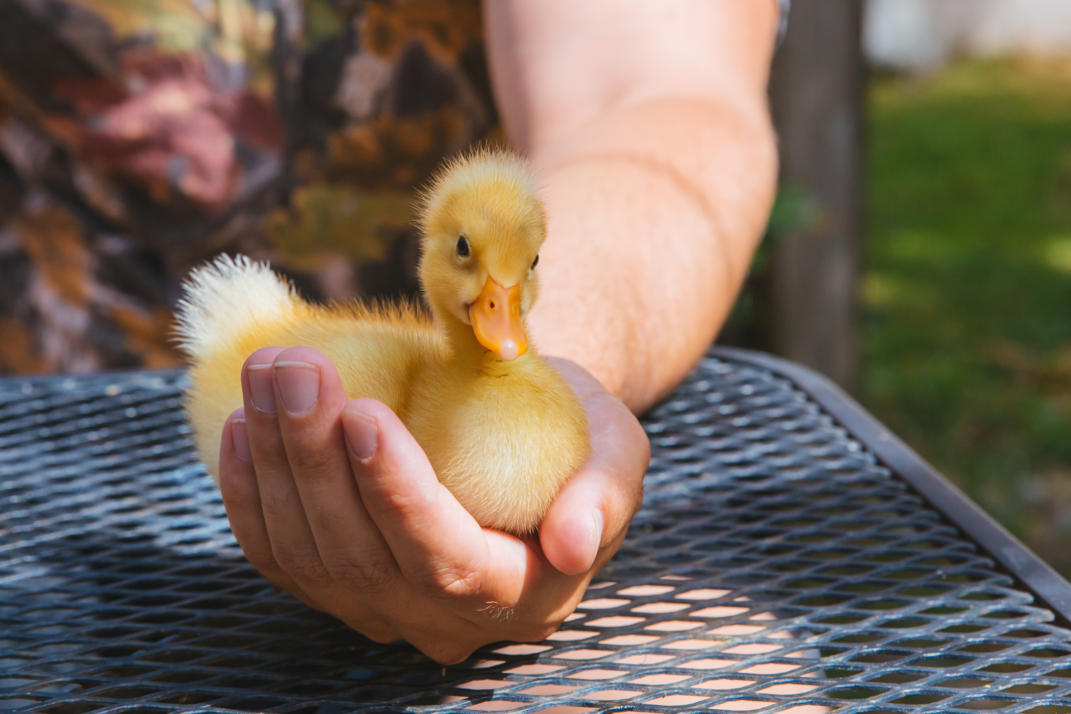 RUFFined Spotlight Duckie the Bali Duckling Seattle Refined