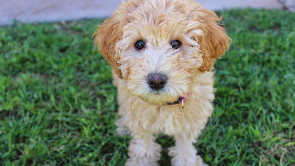 Puppy Left In Cold Car With No Food Or Water As Owner Went Skiing KUTV