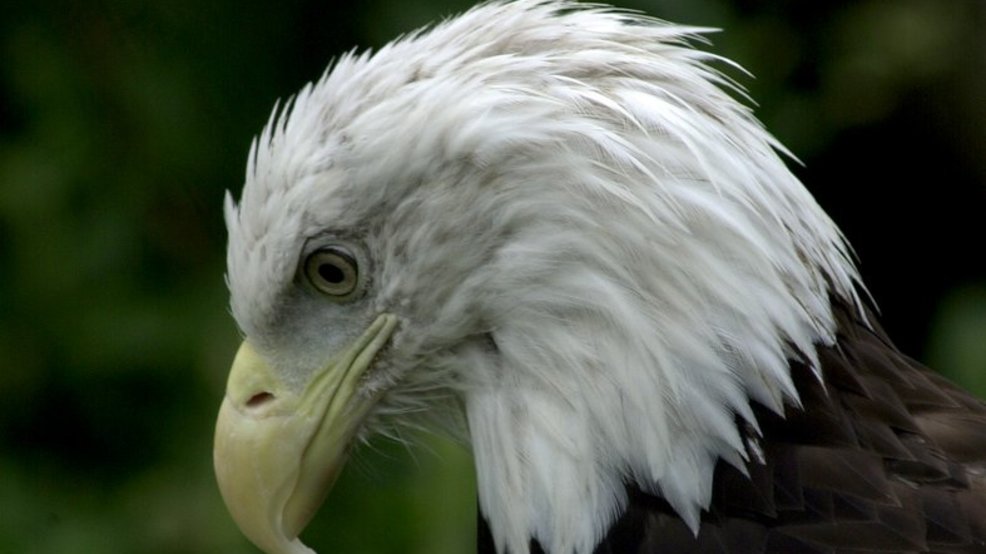 Bald eagle sightings on the rise across Ohio as nesting season
