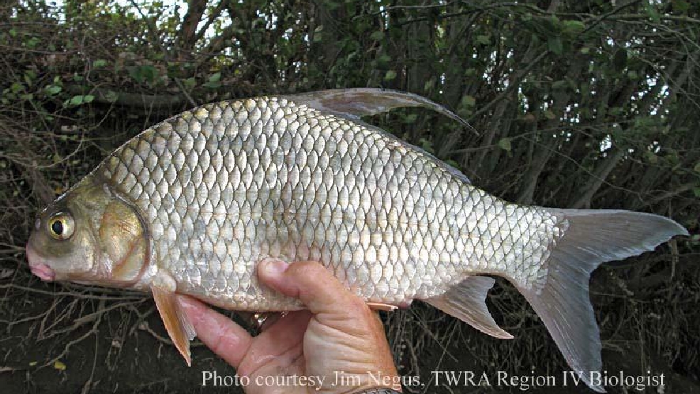 Are you smarter than a biologist – Test your fishing knowledge What Kind of Fish?