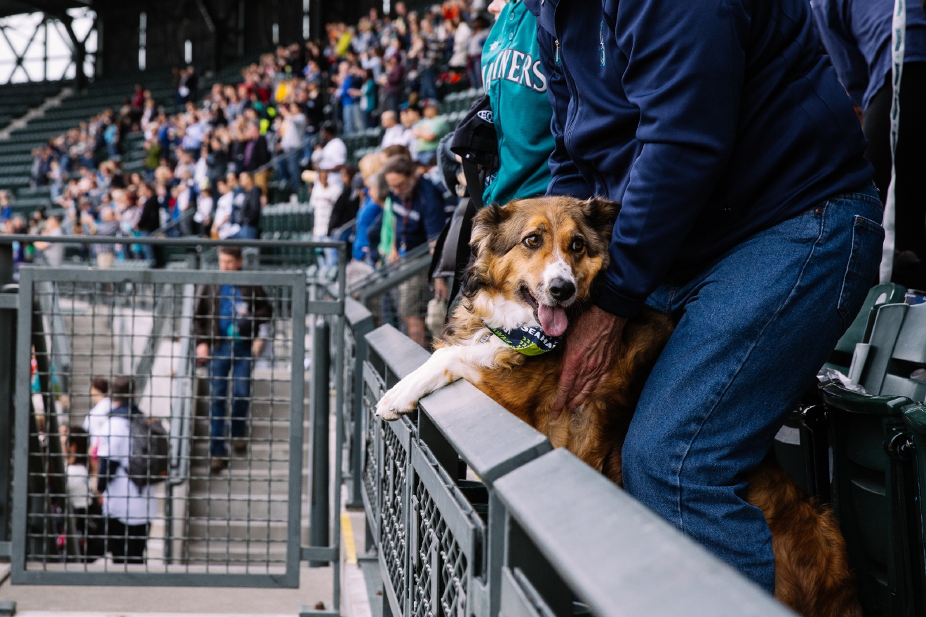 Who Let The Dogs In (To Safeco Field)? Mariners Host Bark in the Park