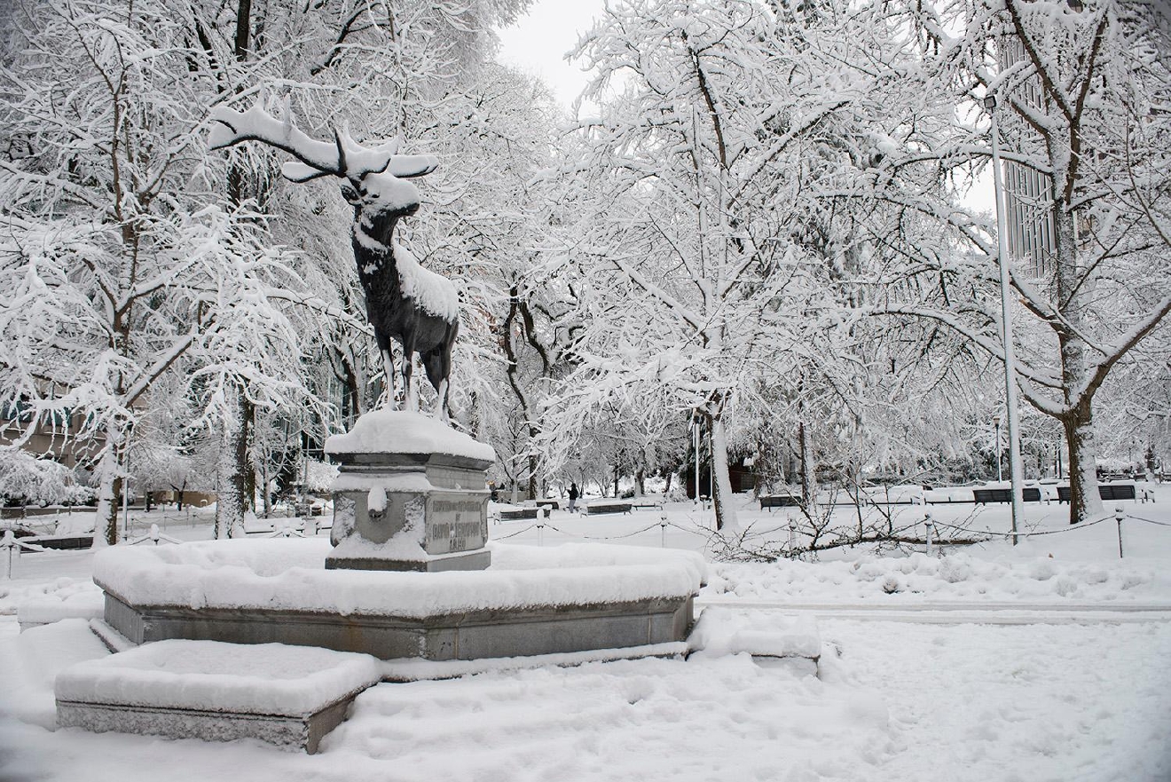 Snowlandia: Scenes Of Portland's Surprise Snow Day | KATU