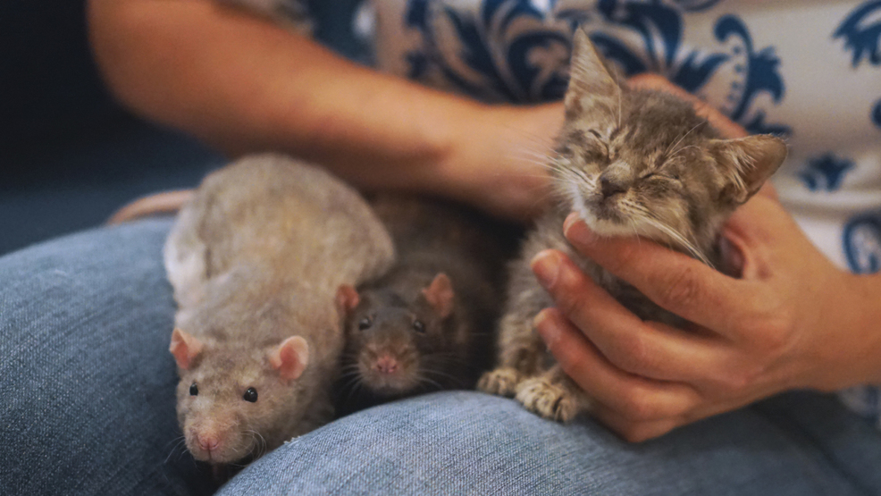 Rats and kittens are actually best friends at this New York City cat