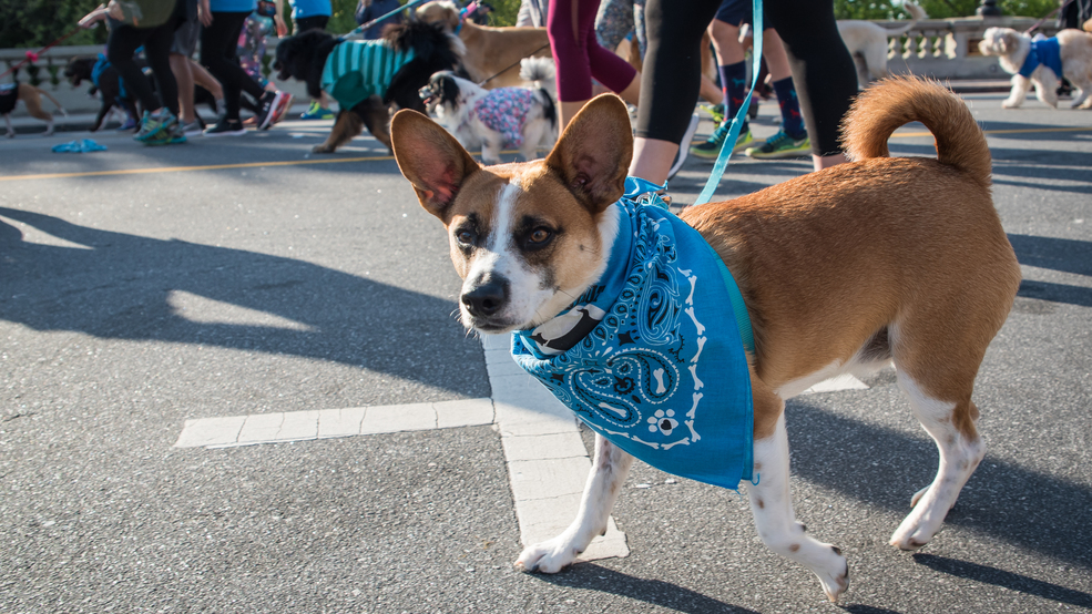 Mutts take over Main Street for the annual Greenville Humane Society