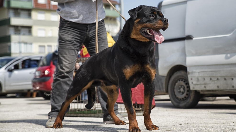 rottweiler puppies boise idaho weiser attacked by two rottweilers owned by relatives in ontario kboi rottweiler puppies boise idaho weiser attacked by two rottweilers owned by relatives in ontario kboi