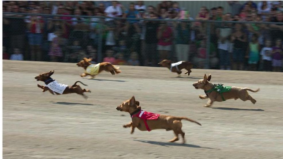 Wiener dogs needed for annual race in Batavia | WHAM