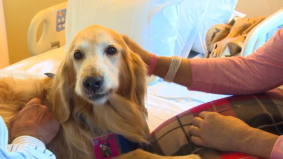 Stroke survivor inspires others with help of therapy dog KOMO