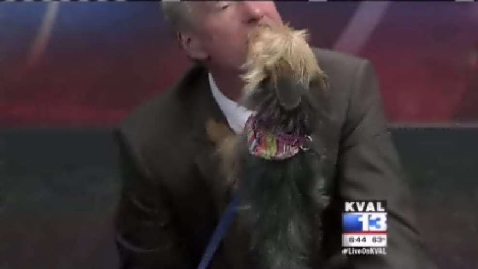 pet_madison.jpg