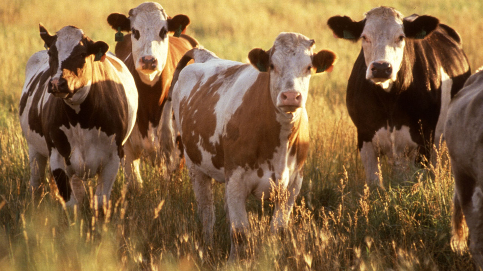 Is Cattle Rustling A Federal Offense