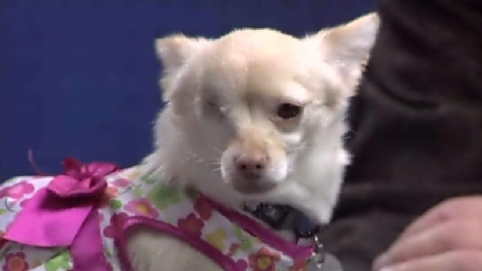 pet_deedee.jpg