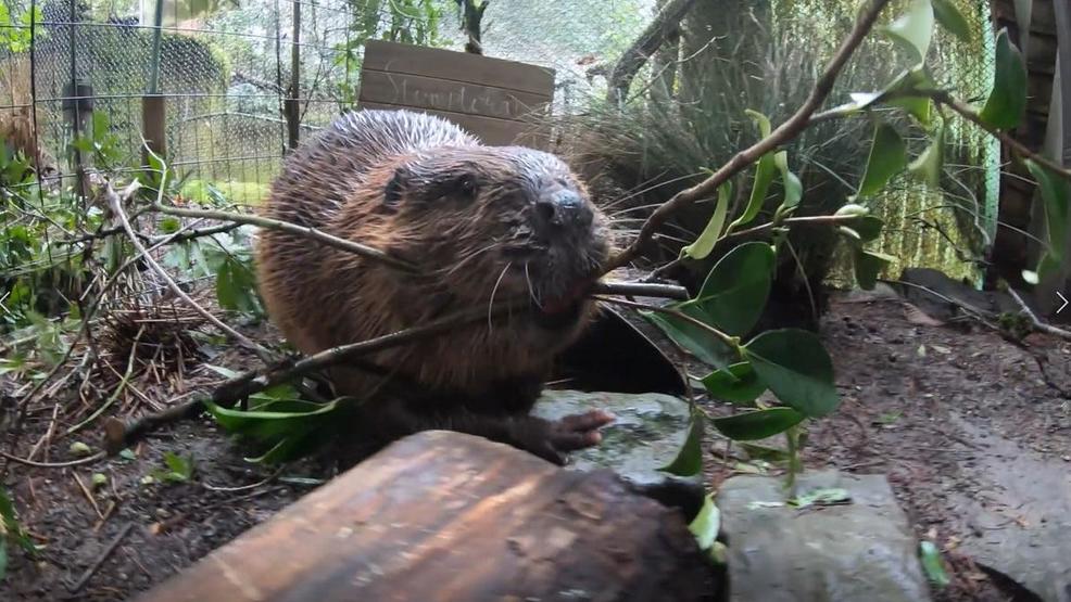 Oregon Zoo's 'Stumptown Fil' predicts early spring on Groundhog Day KATU