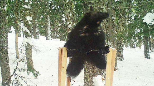 Caught on camera: Wolverines in the South Cascades and perhaps proof of reproduction