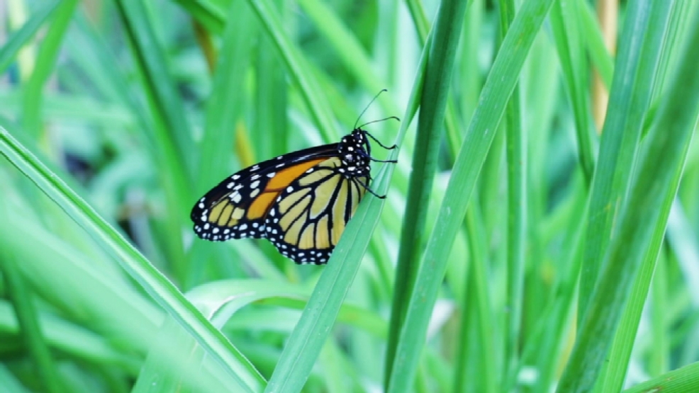 Butterflies vital part of our environment WOAI
