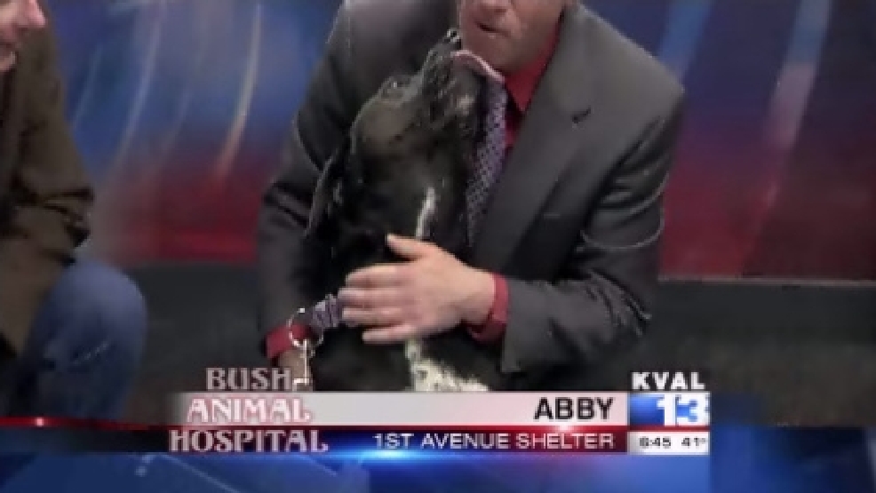 pet_abby1.jpg