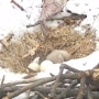 Eaglet hatches in bald eagle nest at D.C. police academy  