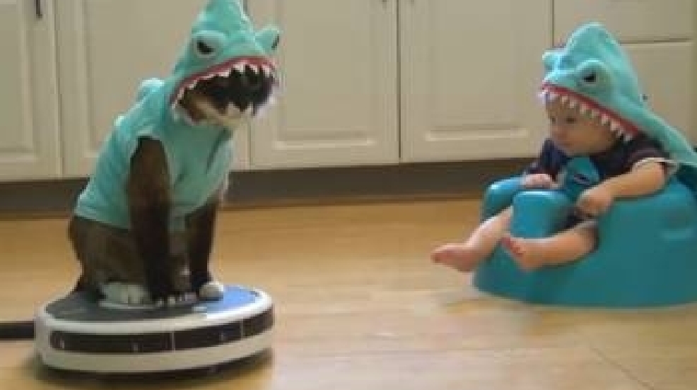 Adorable baby in a shark costume watches cat dressed as shark ride