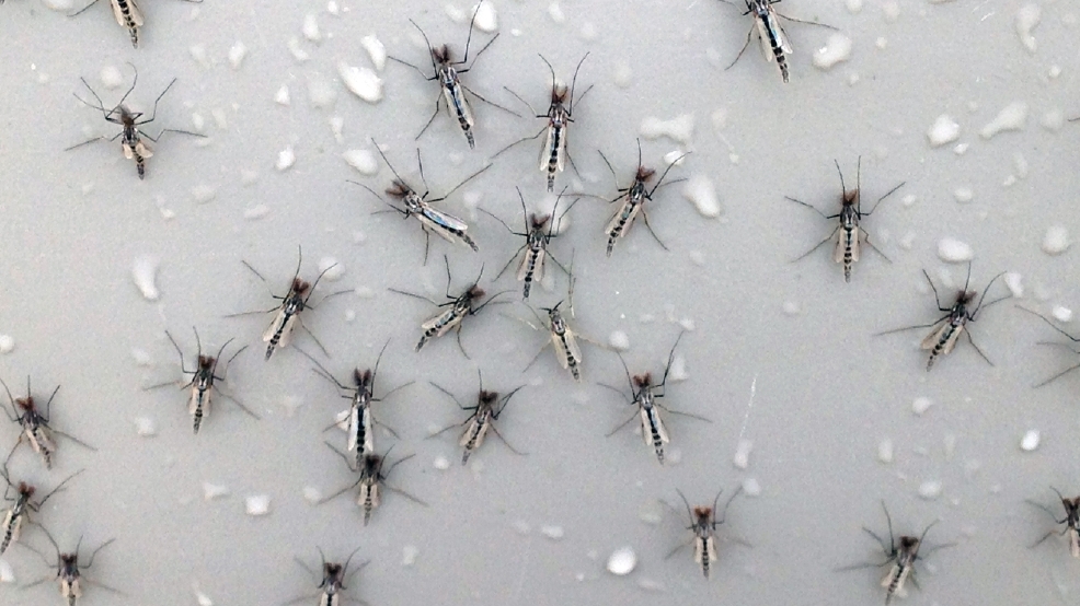 Lake fly hatch is the buzz around Lake Winnebago WLUK