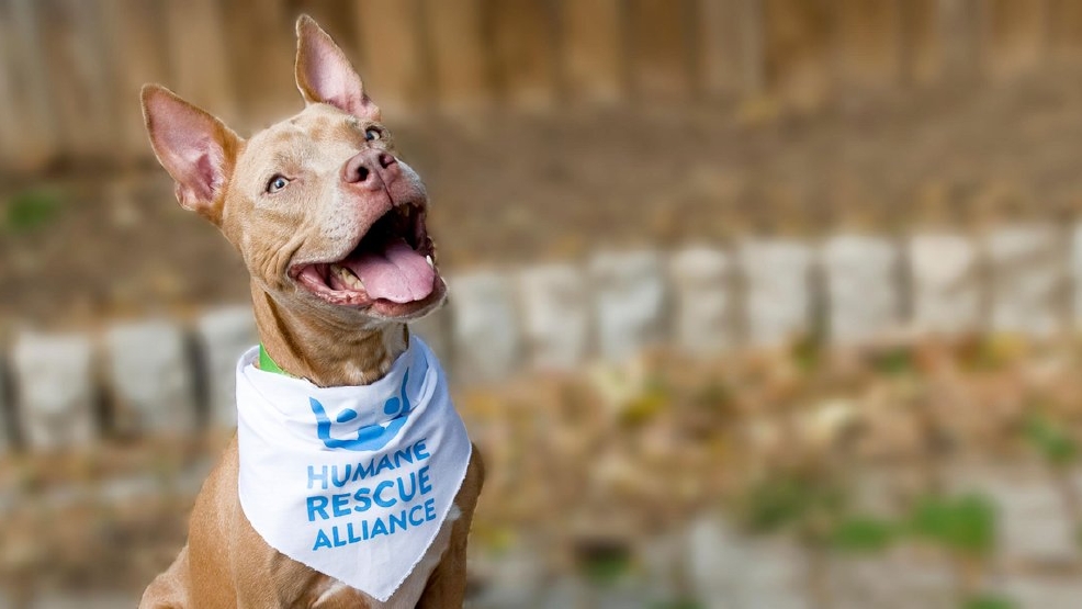 Humane Rescue Alliance Unveiled As New Name, Face Of D.C. Animal ...