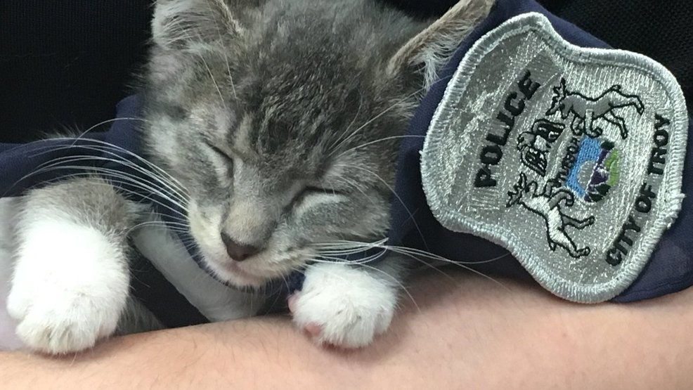 Police Cat Guest at Baby Shower for Kittens