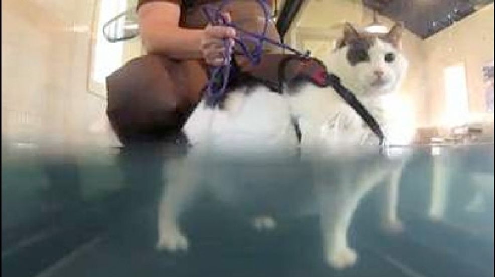 130909_CAT_TREADMILL.jpg