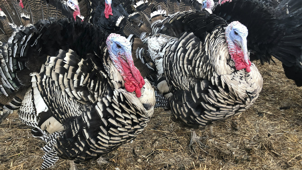 LISTEN: John Carlson Show, Nov25--6am hour