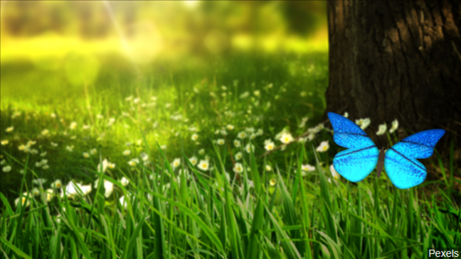 Profitt Report: Give your lawn some TLC this spring