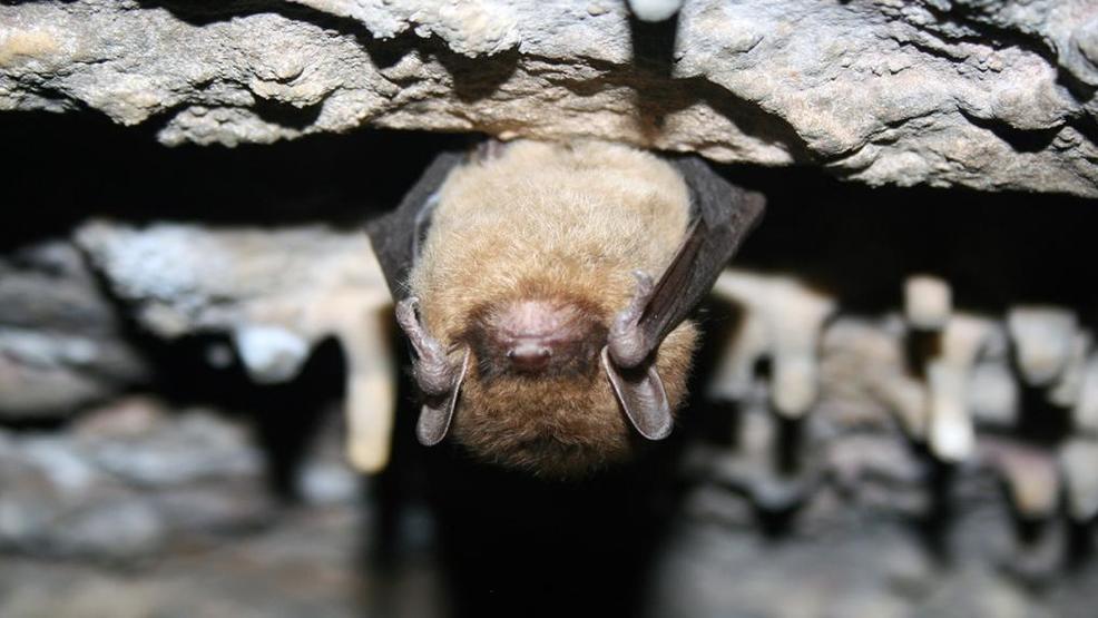 Deadly bat fungus detected in California town KRCR