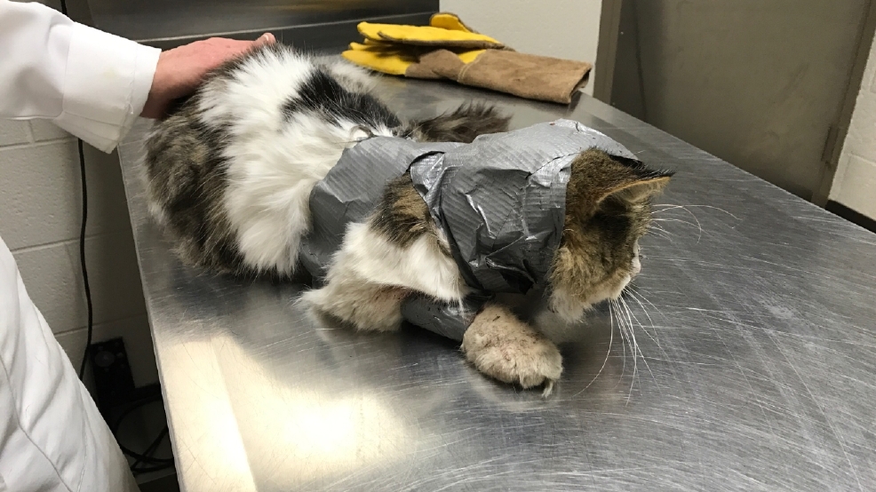 Cat recovering after found wrapped in duct tape KOMO