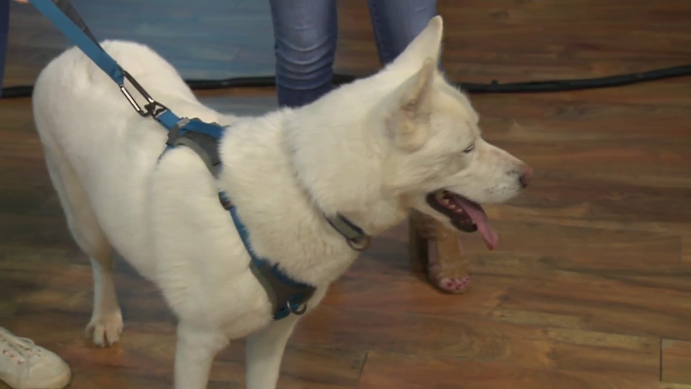 Pet Angels Rescue A Journey to Recovery KOKH