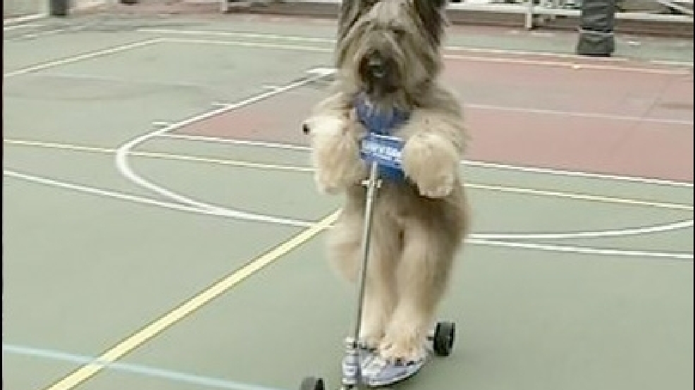 130208_norman_dog.jpg