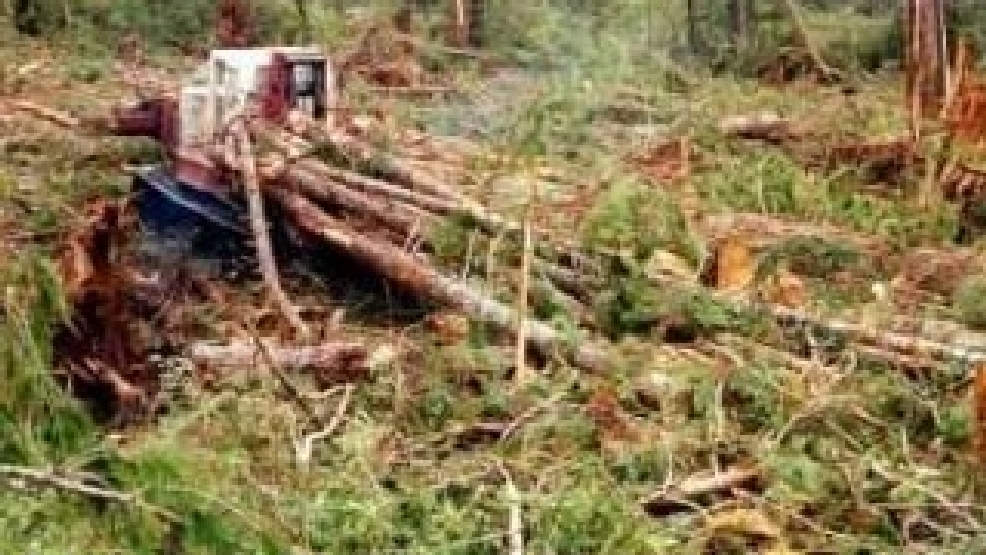Coos Bay logger killed in timber falling accident east of Roseburg KPIC
