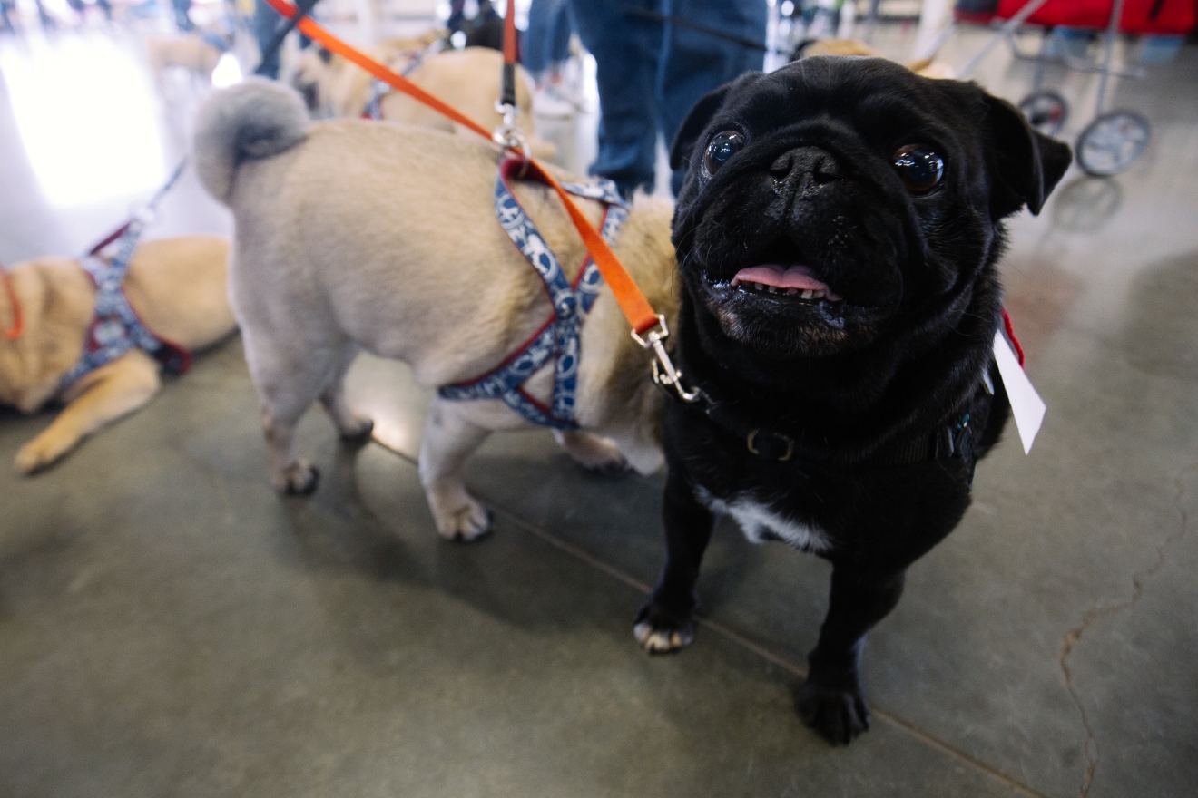 Photos: The biggest Pug Party in the Northwest | Seattle Refined
