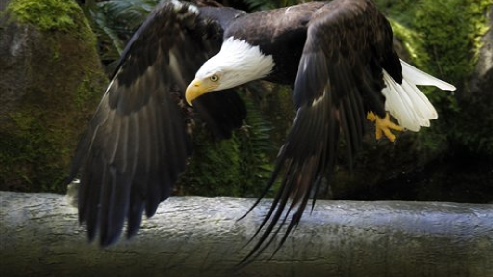 Bald eagles making strong recovery in Virginia WJLA
