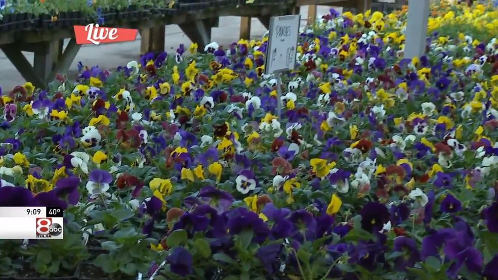 Riddle Plant Farm has lots of special sales, autumn plants