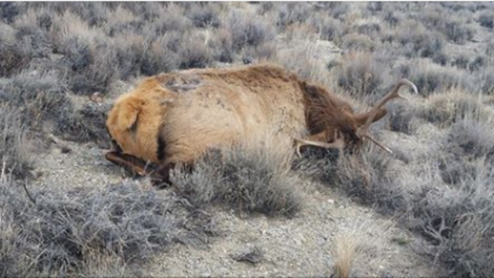 Nevada wildlife officials probing bull elk poaching case KRNV