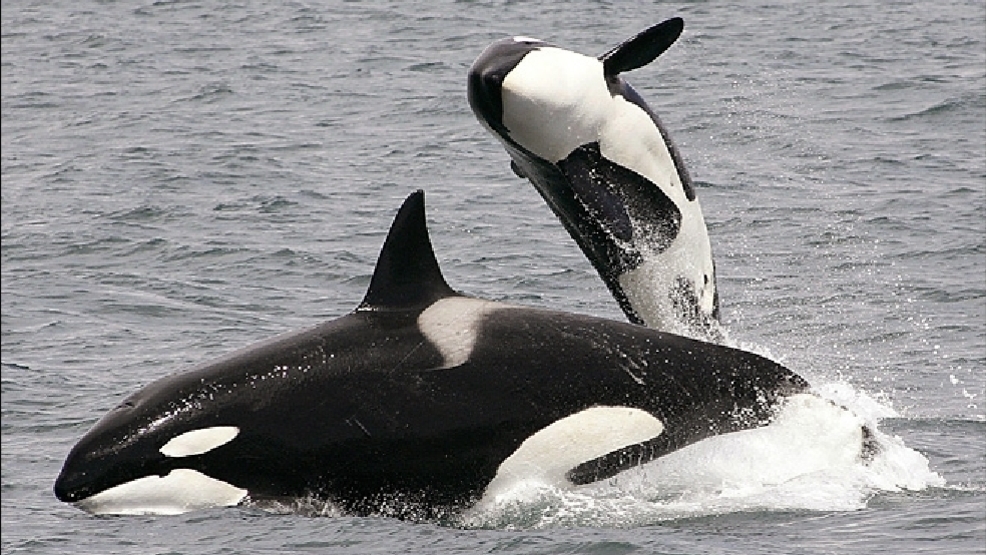 Orca whales playing air time like Michael Jordan KOMO.jpg Orca whales playing air time like Michael Jordan KOMO.jpg