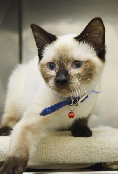 30 Or More Cats Surrendered To Clare County Animal Shelter Wpbn