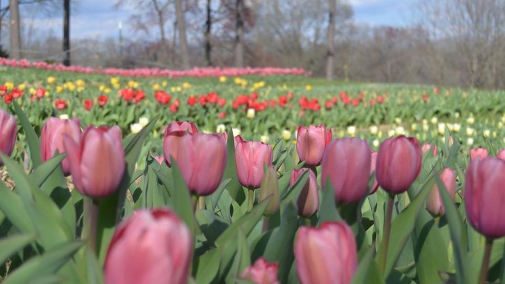 NC farm offers tulip picking, photo shoots for spring WSET