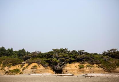 Photos The Tree Of Life In Forks Wa Is Straight Out Of A Storybook Seattle Refined