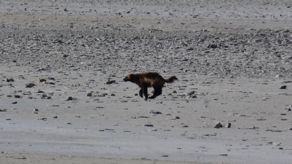 Biologists confirm Utah wolverine sighting near Antelope Island - Vimarsana News