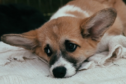 pacific northwest corgis